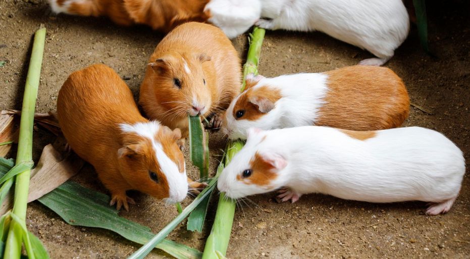 San Marcos será sede del I Congreso Latinoamericano del Cuy, organizado por la Facultad de Medicina Veterinaria