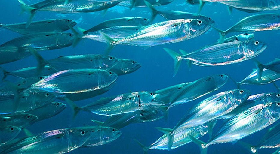 ‘El Niño Costero’ modificará distribución de especies marinas, pero no afectará consumo humano directo
