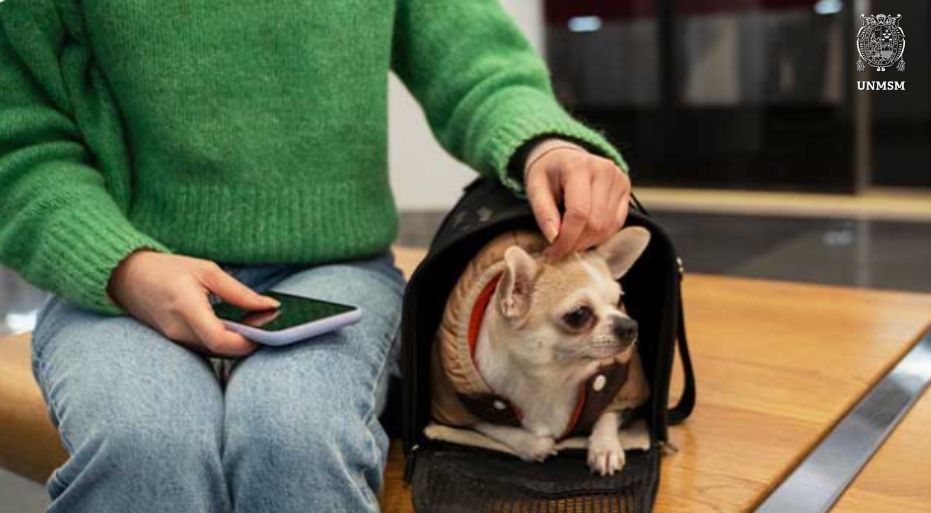 ¿Cómo debemos actuar con nuestras mascotas durante un terremoto? Claves para mantenerlas seguras