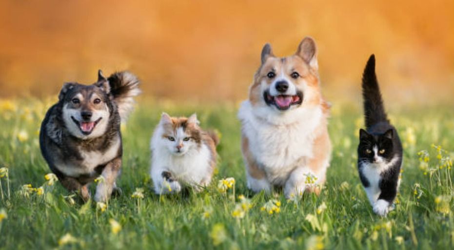 Ya te toca, Perú: Europa prohíbe cortar orejas y colas a perros por fines estéticos